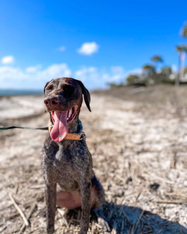 /Images/uploads/Southeast German Shorthaired Pointer Rescue/segspcalendarcontest/entries/31127thumb.jpg